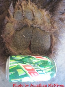 The paw of the record black bear shot and killed by Adam Vogel of Ballantine, MT on October 8th, 2014. The paw is placed next to a soda can for comparison and size